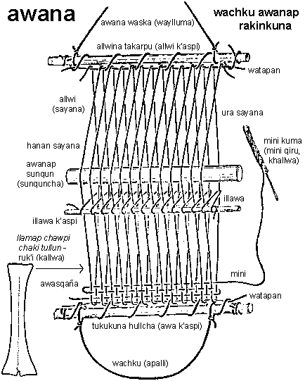 Chumpi Awana (wachku awanap rakinkuna):
awana waska (waylluma) - allwina takarpu (allwi k'aspi) - watapan - allwi (sayana) - ura sayana - hanan sayana - awanap sunqun - sunqu - sunquncha - illawa - illawa k'aspi - mini - mini kuma (mini qiru, khallwa) - llamap chawpi chaki tullun - ruk'i (kallwa) - awasqaña - watapan - tukukuna hullcha (awa k'aspi) - wachku (apalli)