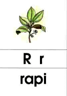 r - rapi